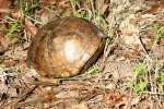 Three-toed Box Turtle
