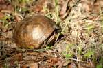 Three-toed Box Turtle