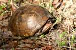 Three-toed Box Turtle