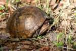 Three-toed Box Turtle