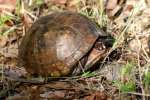 Three-toed Box Turtle