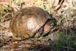 Three-toed Box Turtle
