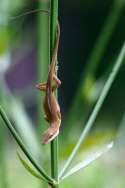 Green Anole