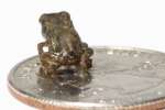 Toad