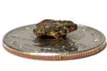 Toad