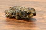 Toad