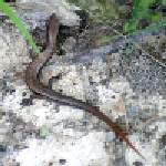 Skink
