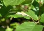 Green Anole 