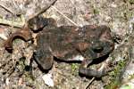 Toad