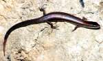 Skink