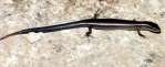 Skink