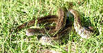 Texas Rat Snake
