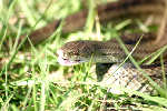 Texas Rat Snake