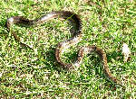 Texas Rat Snake