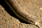Texas Rat Snake