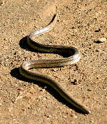 Texas Rat Snake