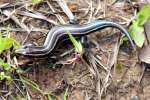 Skink