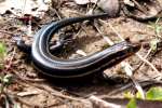 Skink