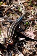 Skink