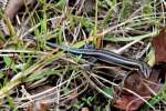 Skink