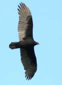 Turkey Vulture