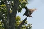 Turkey Vulture