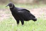 Black Vulture