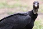 Black Vulture