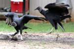 Black Vulture