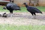 Black Vulture