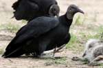 Black Vulture