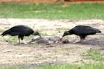 Black Vulture