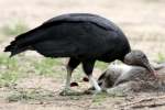 Black Vulture