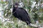 Black Vulture