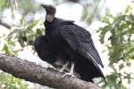 Black Vulture