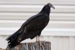 Black Vulture