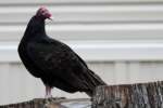 Black Vulture