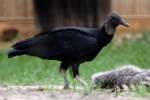 Black Vulture
