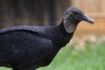 Black Vulture