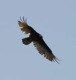 Turkey Vulture