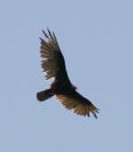 Turkey Vulture