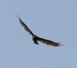 Turkey Vulture