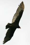 Turkey Vulture