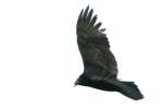 Turkey Vulture
