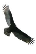 Turkey Vulture