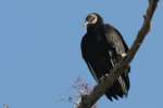 Black Vulture