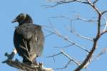 Black Vulture
