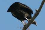 Black Vulture