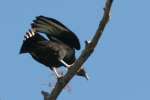 Black Vulture