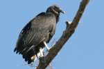Black Vulture